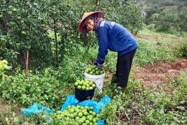 Áp dụng khoa học kỹ thuật trồng chanh, nông dân miền núi Hà Tĩnh thoát nghèo ảnh 1