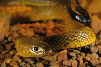 Top 7 loài rắn độc nhất hành tinh