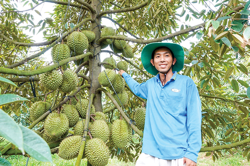 Biệt tài trồng sầu riêng của chàng thạc sĩ miền Tây, nghịch vụ mà trái đẻ chằng chịt khắp thân cây- Ảnh 1.