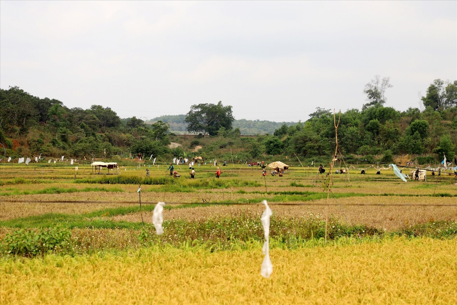Từ sình lầy, đồng bào Mnông cải tạo thành cánh đồng lúa 