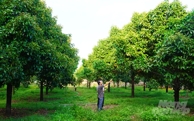 Vườn măng cụt hữu cơ của anh Vương Thành Nam đạt giải Nhất cuộc thi 'Vườn cây kiểu mẫu' năm 2023 của TP Long Khánh, tỉnh Đồng Nai. Ảnh: Nguyễn Thủy.