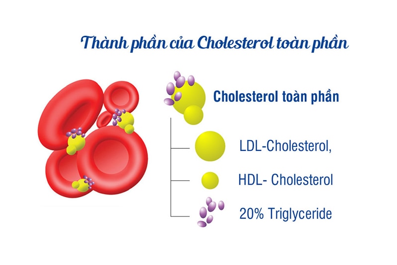 Thành phần cấu thành cholesterol toàn phần