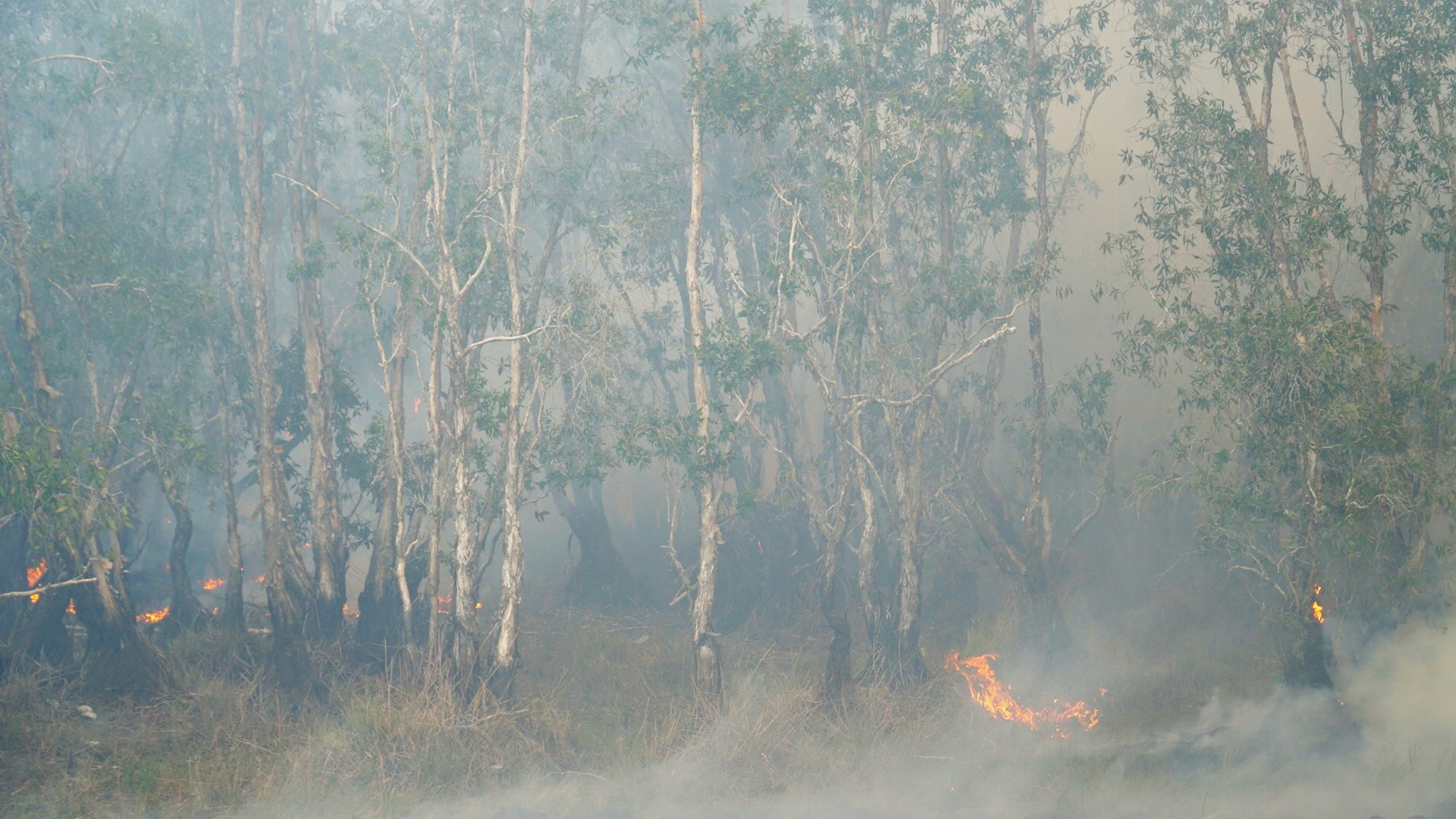 Điều tra, xử lý nghiêm người gây cháy rừng ở Vườn quốc gia Tràm Chim- Ảnh 1.