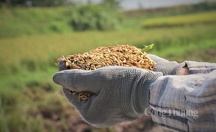 Theo Bộ Nông nghiệp và Phát triển nông thôn, 5 tháng đầu năm 2024, xuất khẩu gạo đạt 2,65 tỷ USD (tăng 38,2%)
