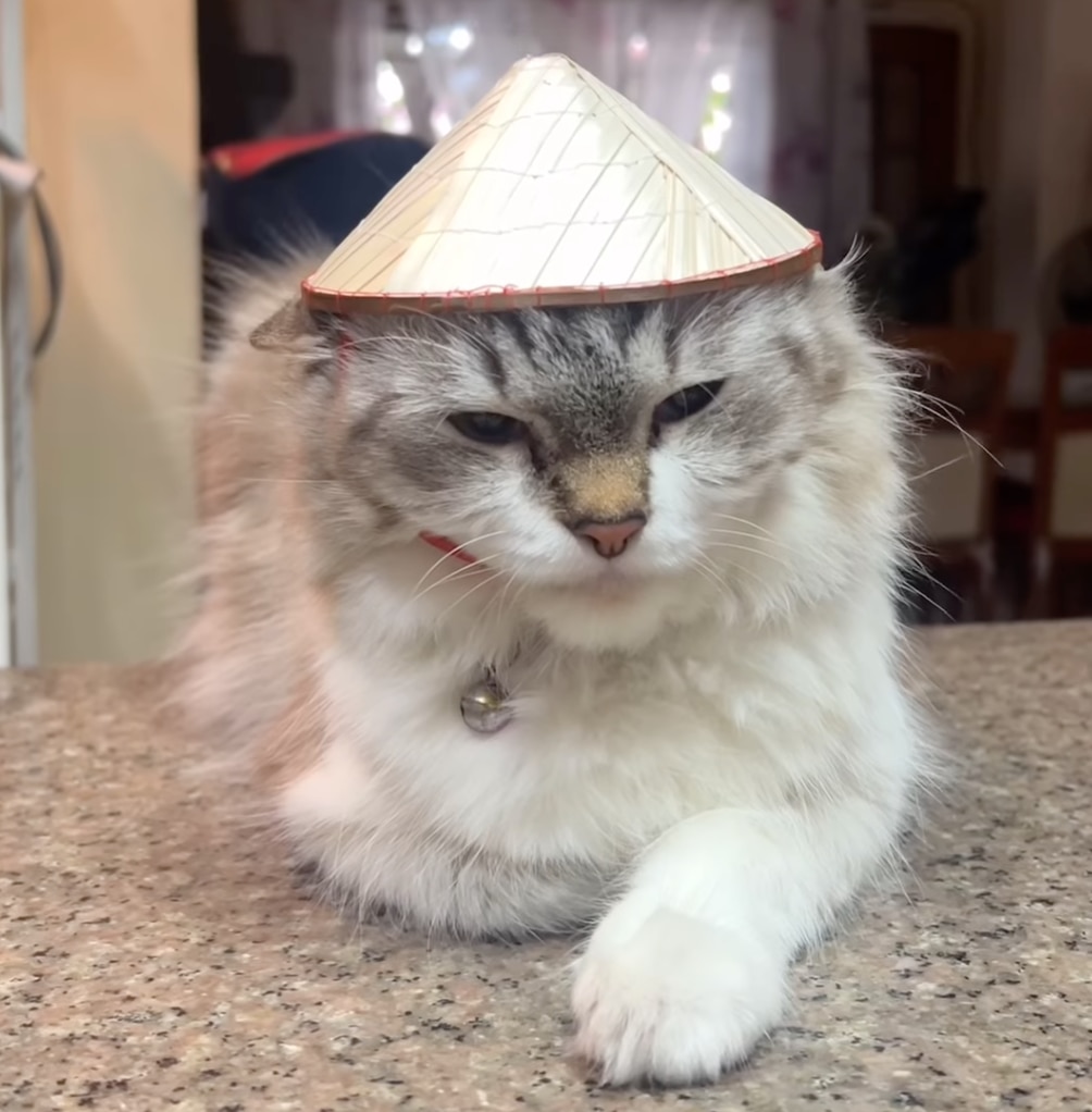 Chú mèo đến từ Philippines đội nón lá khiến dân mạng nước thích thú - Ảnh: NVCC 