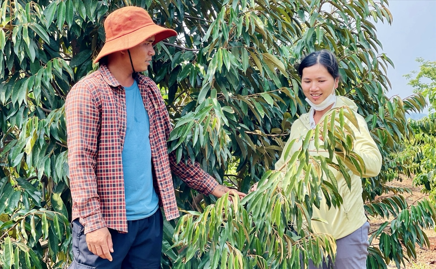 Các thành viên trong Tổ hợp tác trồng sầu riêng theo tiêu chuẩn VietGAP của làng Phung chia sẻ kỹ thuật chăm sóc cây sầu riêng theo tiêu chuẩn VietGAP