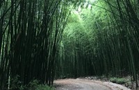 Hút hồn những rừng trúc đậm chất Việt