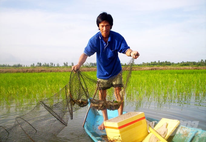 Sản xuất lúa – tôm là hình thức canh tác nông nghiệp độc đáo, 'thuận thiên' gắn liền với vùng ĐBSCL, giúp con người thích nghi hài hòa với tự nhiên. Ảnh: Lê Hoàng Vũ.