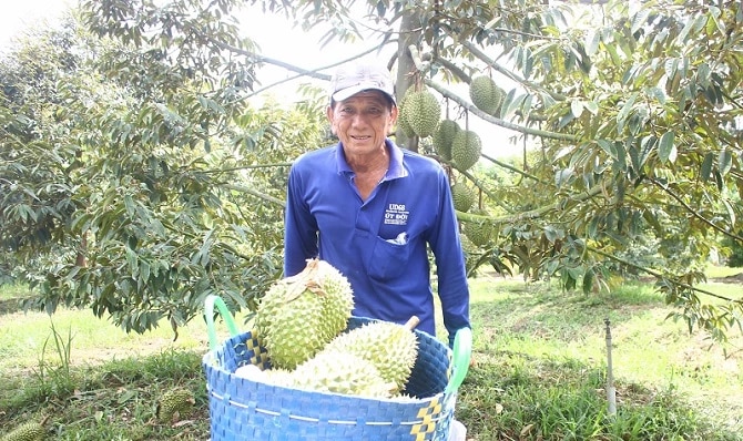 Nông dân tỉnh Hậu Giang vui mừng bên vườn sầu riêng cho lợi nhuận cao hơn lúa và các cây trồng khác