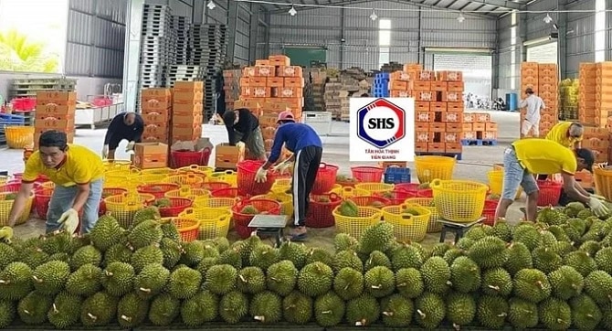 Đóng gói sầu sầu riêng phục vụ xuất khẩu ở Tiền Giang
