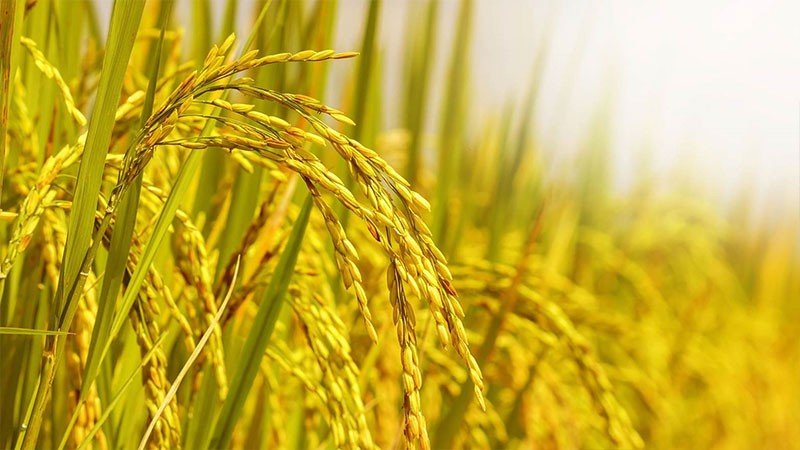 Giá lúa gạo hôm nay 8/6/2024: Giá lúa ổn định, giá gạo tăng