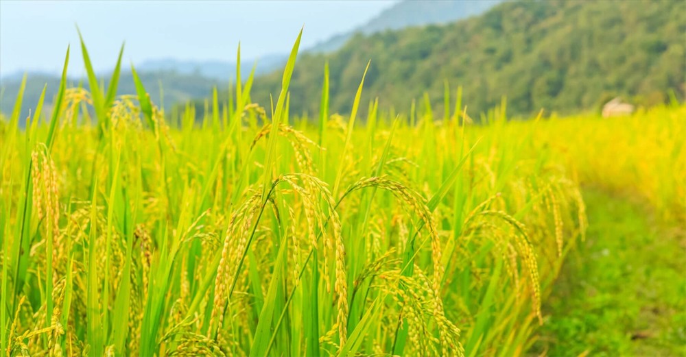 Giá lúa gạo hôm nay 20/6/2024: Giá lúa giảm mạnh từ 200-400 đồng/kg