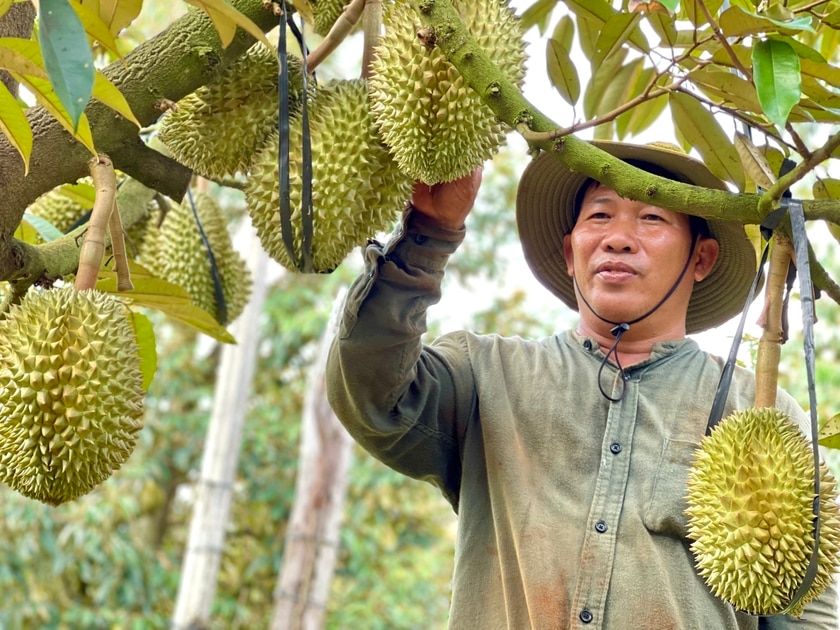 Giá sầu riêng ở Gia Lai tăng cao, nông dân chia sẻ kinh nghiệm ký hợp đồng để đảm bảo lợi ích của mình- Ảnh 1.