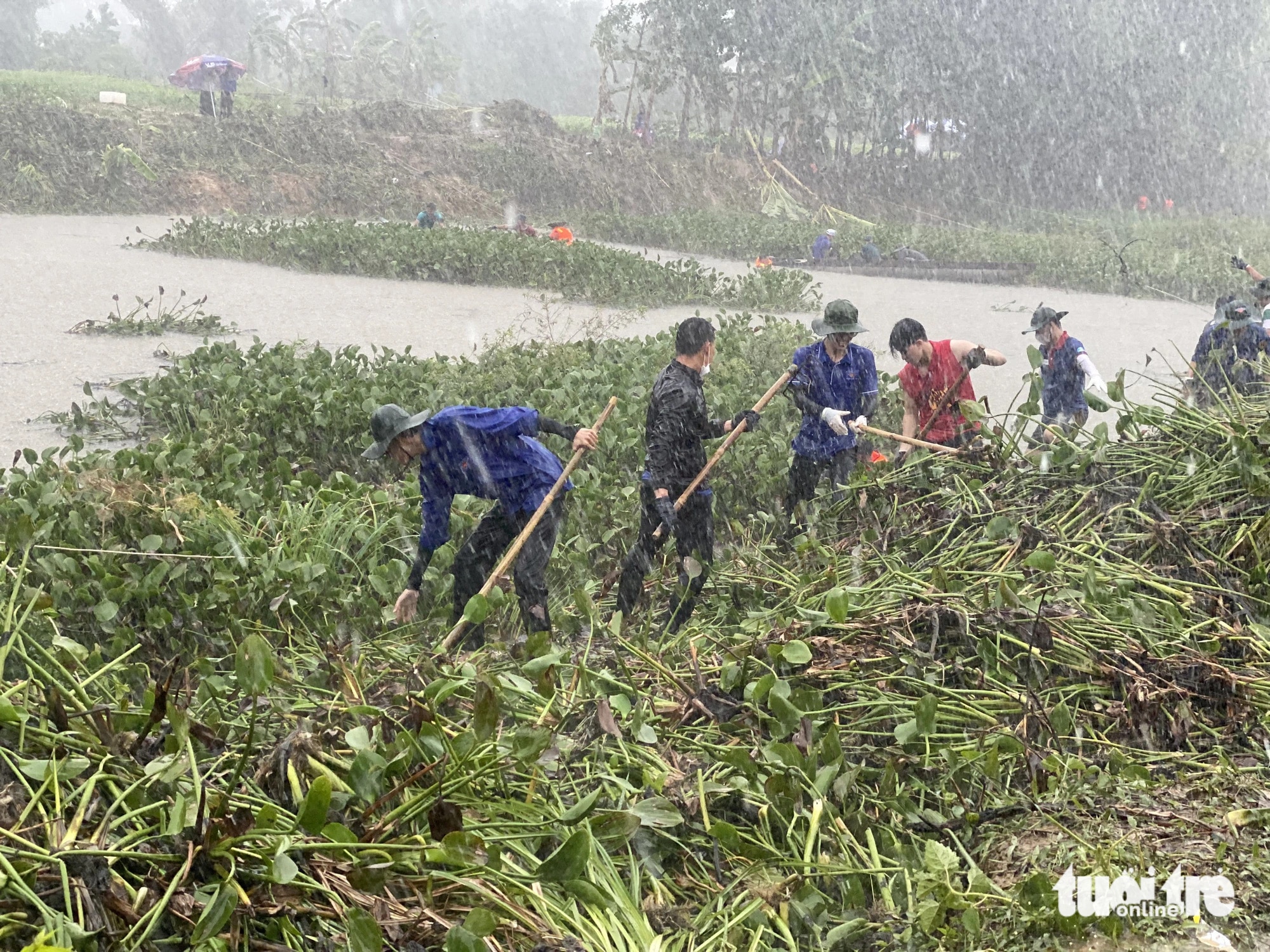 Dù mưa lớn, hàng trăm người trẻ vẫn dầm mình vớt bèo để khơi thông dòng sông bị ứ đọng - Ảnh: ĐOÀN NHẠN