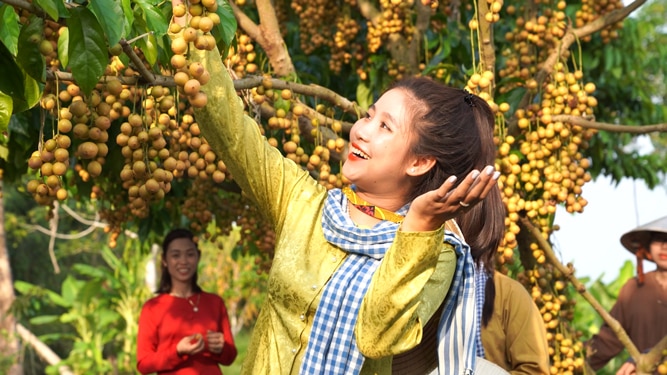 Nhiều du khách thích thú khi tham quan các vườn cây ăn trái ở Cà Mau Ảnh: VÂN DU