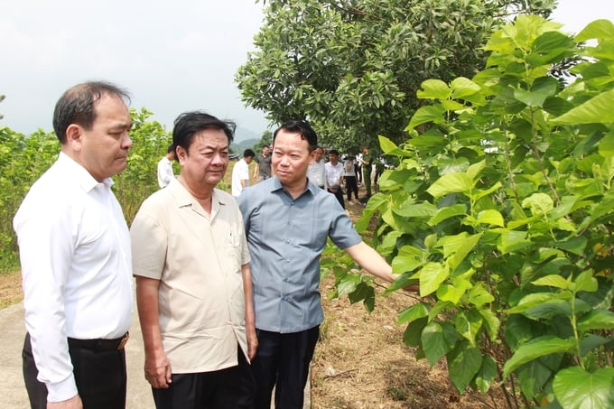 Bộ trưởng Bộ NN-PTNT Lê Minh Hoan (giữa) và lãnh đạo tỉnh Yên Bái thăm cánh đồng dâu tại xã Việt Thành, huyện Trấn Yên. Ảnh: Thanh Tiến.