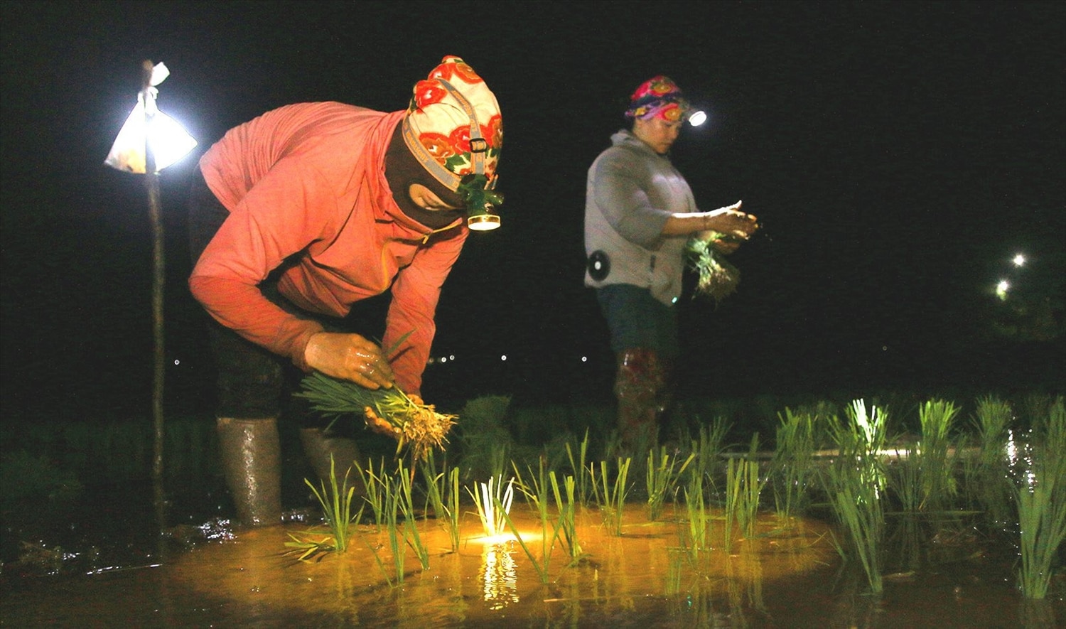 Để đủ ánh sáng cho việc cấy lúa, người nông dân vùng cao đã dùng bóng tích điện và đèn pin.
