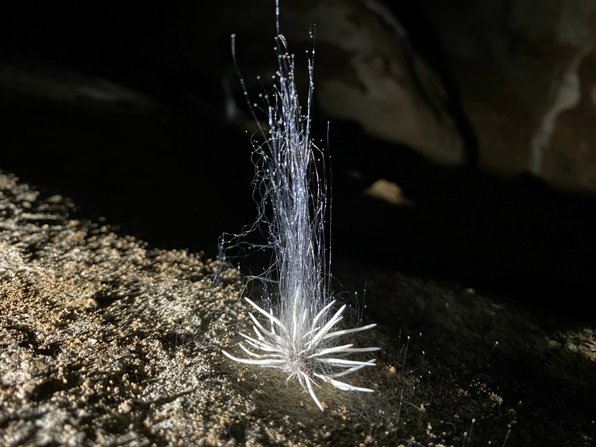 Nhóm thám hiểm phát hiện sinh vật lạ trong hang động ở Quảng Bình- Ảnh 1.