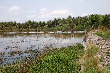 Ở một huyện của Vĩnh Long, nông dân đang khá giả lên nhờ cây trồng mới, vật nuôi mới, có nuôi cá chạch ở ruộng- Ảnh 1.