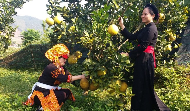 Phụ nữ đồng bào dân tộc ở Bắc Giang giúp nhau giảm nghèo bền vững ảnh 1