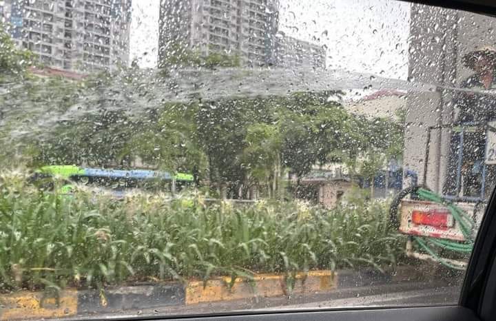Hình ảnh lan truyền trên mạng xã hội việc một công nhân đang tưới cây giữa trời mưa tầm tã - Ảnh: MXH