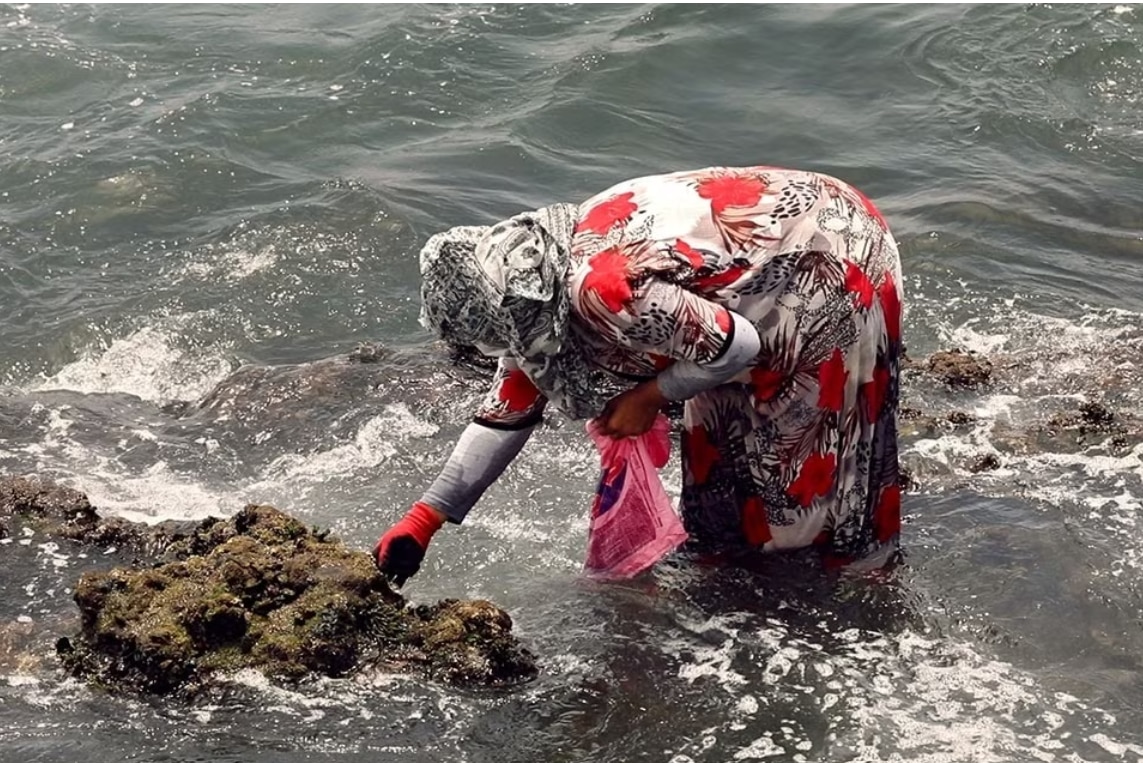 Phương pháp mới thích ứng với biến đổi khí hậu của nữ ngư dân Maroc