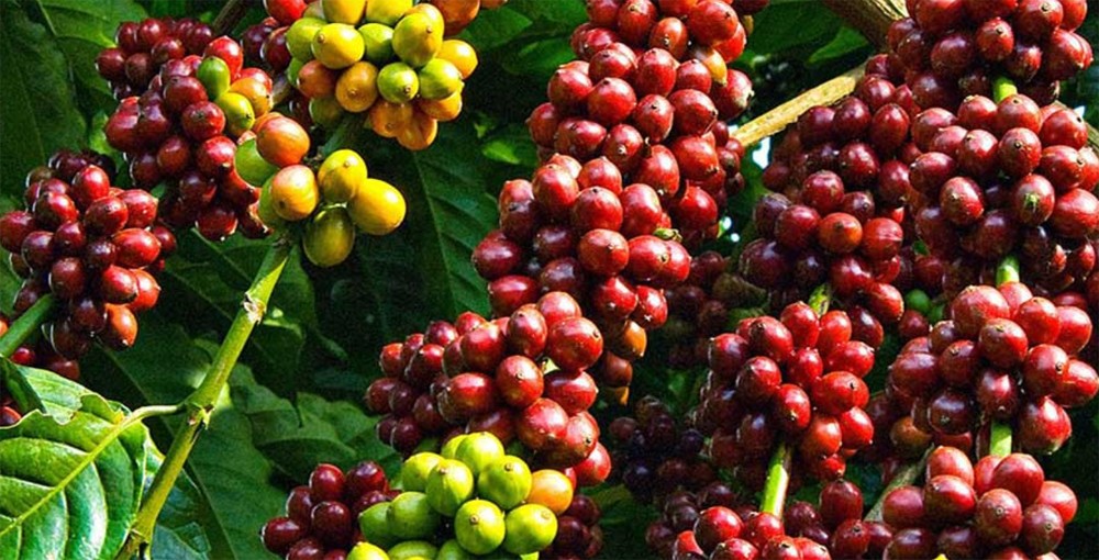 Thiếu hụt nguồn cung, sản lượng cà phê xuất khẩu của Việt Nam sẽ giảm