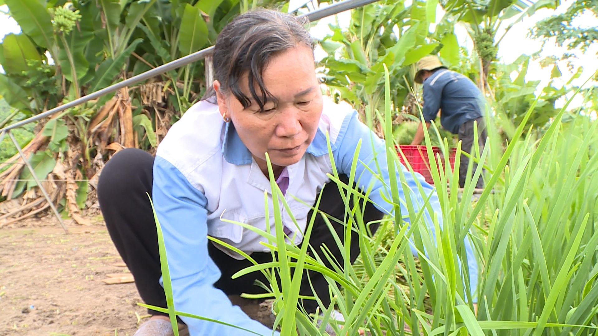Một nơi ở Bà Rịa-Vũng Tàu, thấy dân ra đồng ngồi cắt loại cây trông như cỏ hoang, ai dè là thứ rau ngon- Ảnh 1.