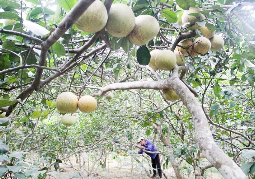 Vô vườn trồng cây ra quả đặc sản ở một thôn của TP Huế, ngước mắt lên thấy trái lưa thưa, có cây toàn lá- Ảnh 1.