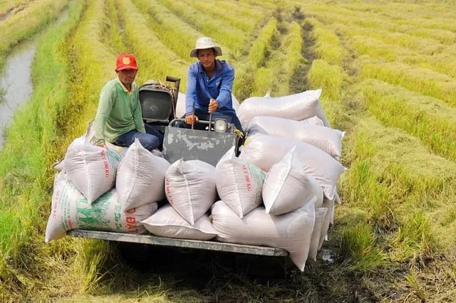 Xuất khẩu gạo đối diện với nỗi lo đảo chiều về giá - Ảnh 1.