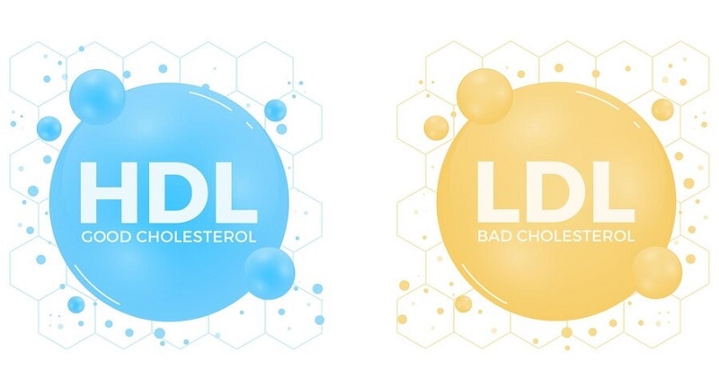 HDL và LDL: 2 cholesterol chính cần cho quá trình tiêu hóa chất béo của cơ thể