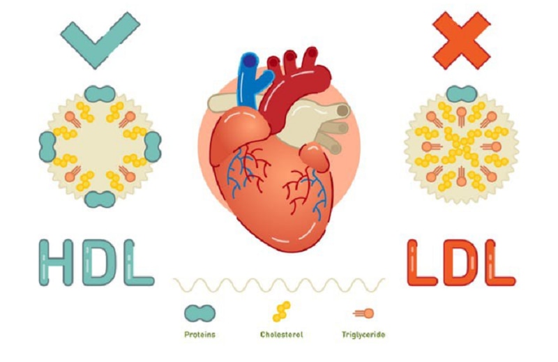 Hình ảnh giúp hình dung Cholesterol và Triglycerid khác nhau như thế nào
