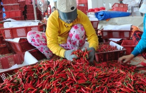 Sản phẩm quế, ớt của Việt Nam bị cảnh báo tại EU - Ảnh 1