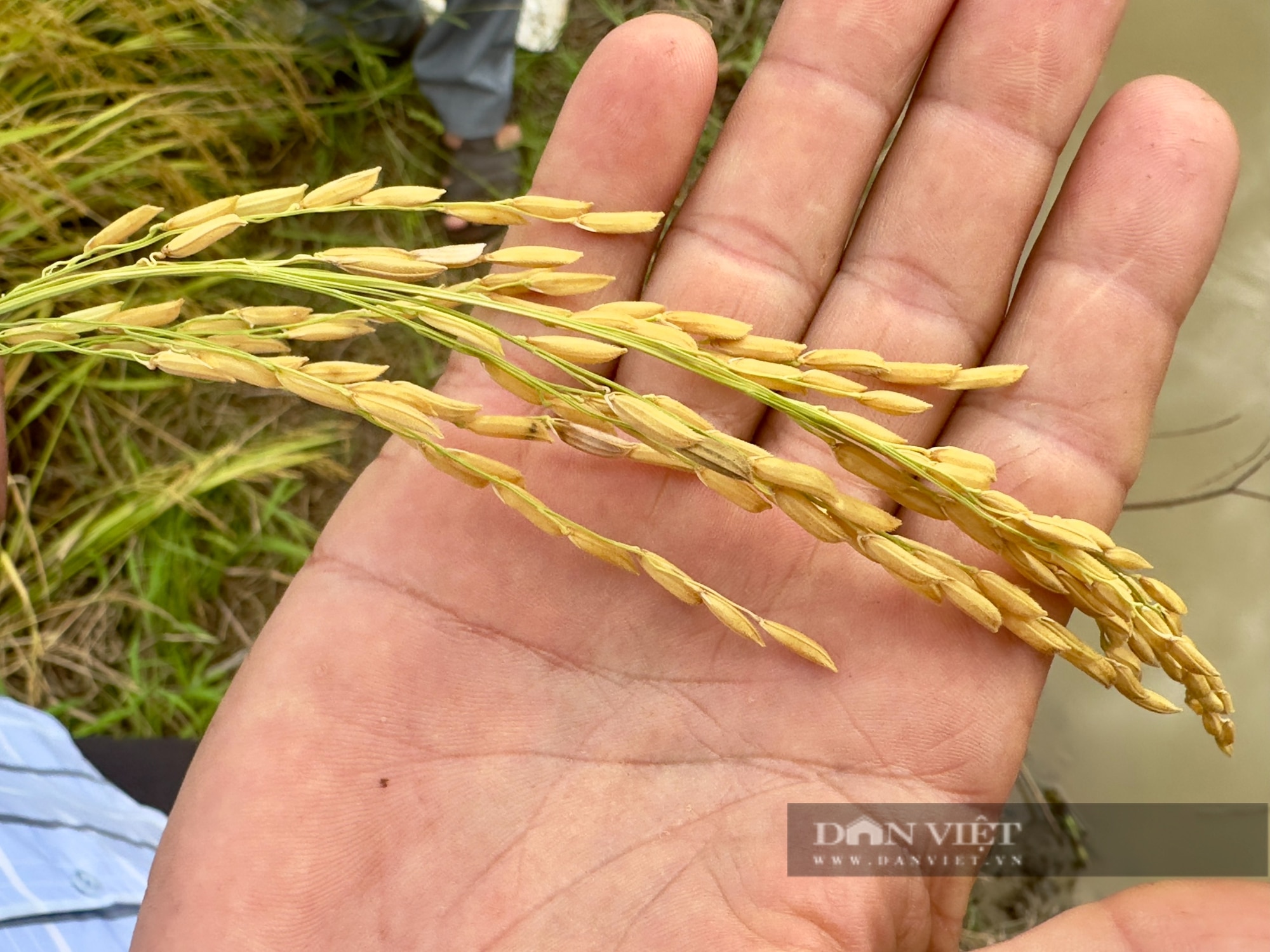 Một hợp tác xã ở Hậu Giang, trồng lúa kiểu mới thu lãi 36 triệu đồng/ha, lần đầu tiên còn bán được cả... báo cáo- Ảnh 6.