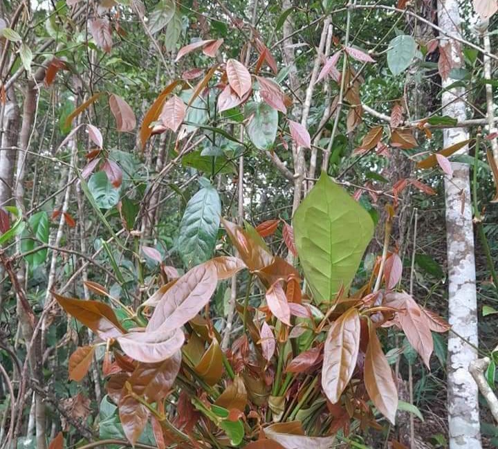 Lá bép, lá nhíp ở Đắk Lắk, loại rau rừng xưa ăn chống đói, nay hóa ra đặc sản, người ta săn lùng- Ảnh 2.