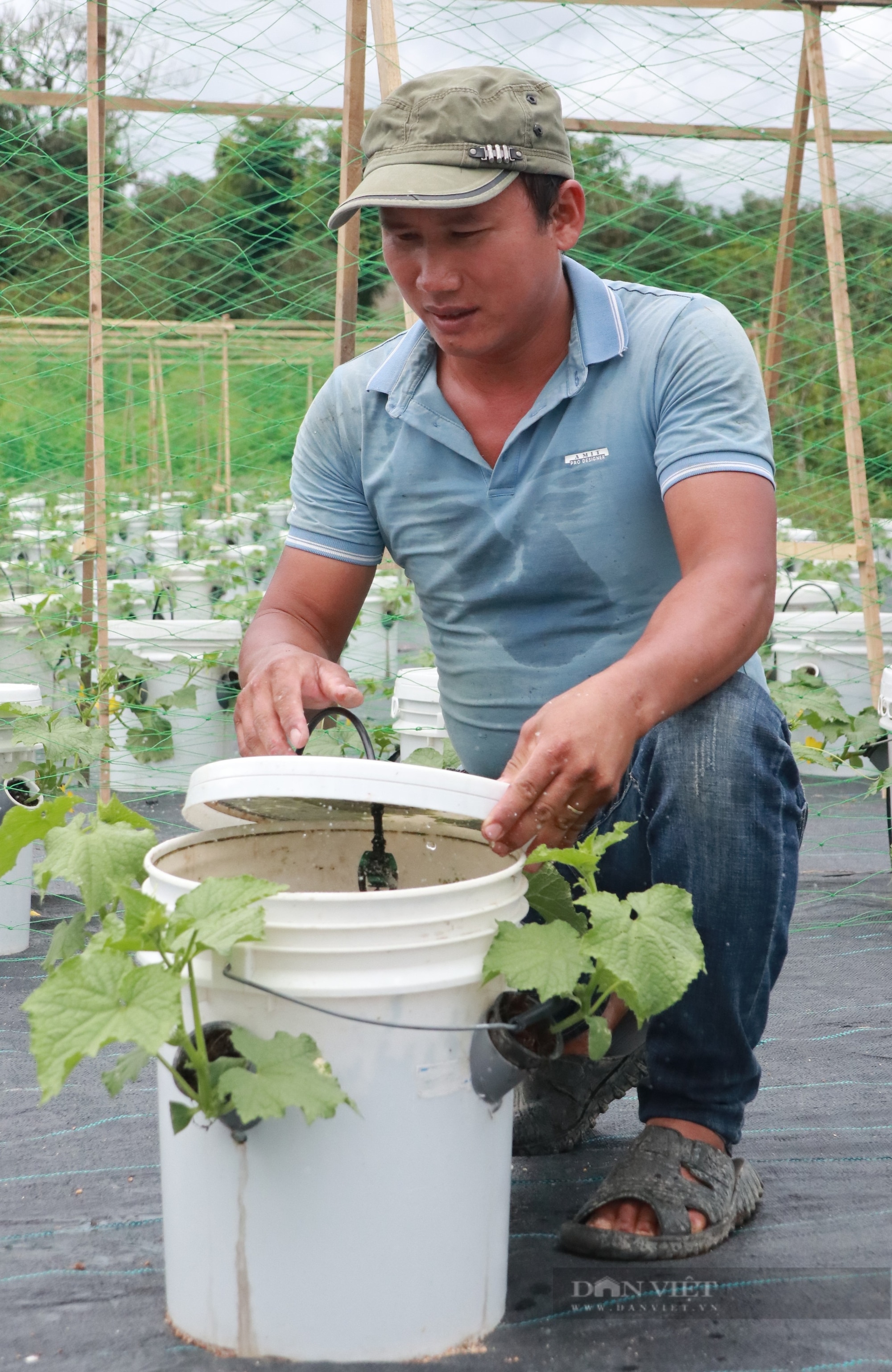 Trồng rau khí canh kiểu lạ ở Lâm Đồng, phải bắc thang hái, anh nông dân tự trả lương cao- Ảnh 5.