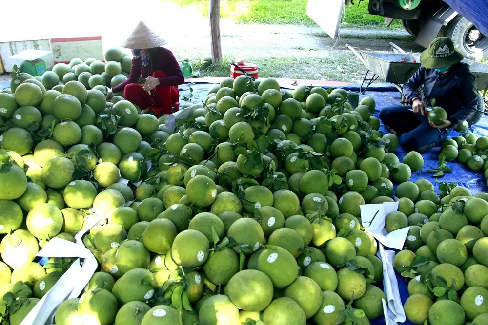 Giá nông sản hôm nay ngày 20/7/2024: Giá tiêu giảm mạnh; sầu riêng Musang King rớt giá mạnh