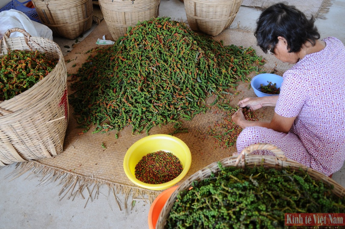 Giá tiêu hôm nay 22/7/2024: Bật tăng trở lại, Đắk Lắk, Đắk Nông chạm đỉnh 147.500 đồng/kg