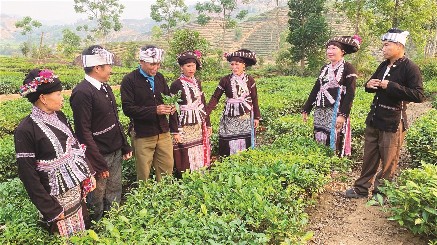 Cây chè mang lại nguồn thu nhập ổn định cho bà con Nậm So