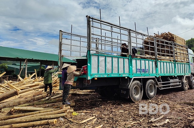 Gỗ keo, cây rừng trồng ở Bình Định đang có giá bán tốt, cây càng 