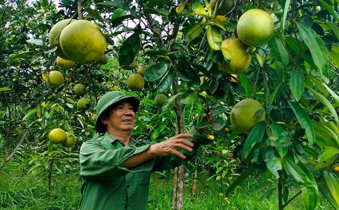 Ông Trần Văn Nguyên chăm sóc vườn cây ăn quả của gia đình.