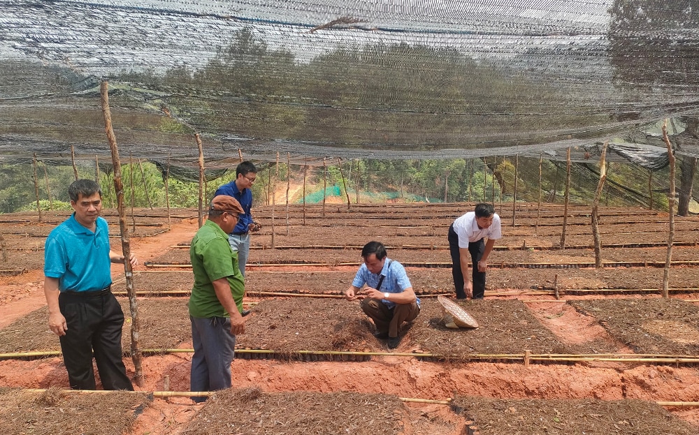 Lãnh đạo Liên minh HTX tỉnh kiểm tra mô hình trồng cây dược liệu của Hợp tác xã Dược liệu tại xã Púng Luông, huyện Mù Cang Chải.