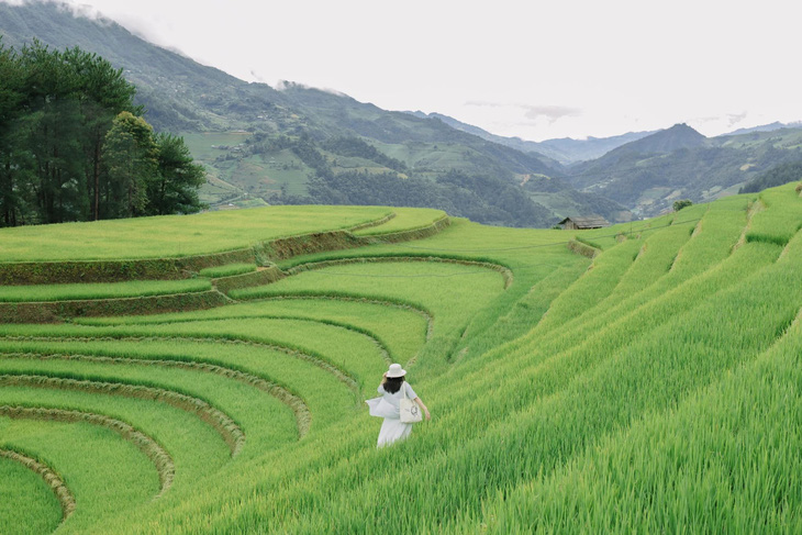 Hoàng Su Phì, Mù Cang Chải sẵn sàng đón du khách săn mùa vàng - Ảnh 4.