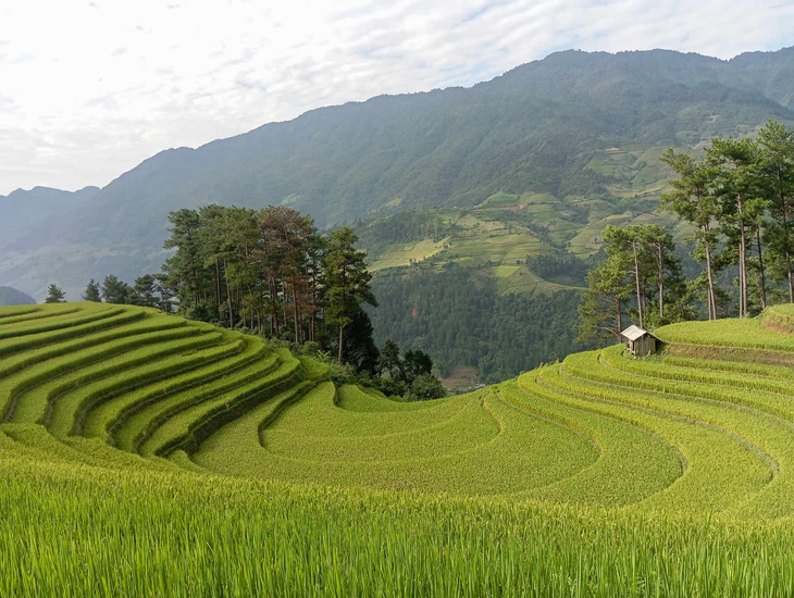 Hoàng Su Phì, Mù Cang Chải sẵn sàng đón du khách săn mùa vàng - Ảnh 1.