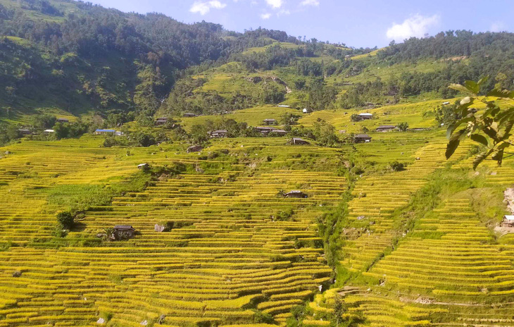 Hoàng Su Phì, Mù Cang Chải sẵn sàng đón du khách săn mùa vàng - Ảnh 3.