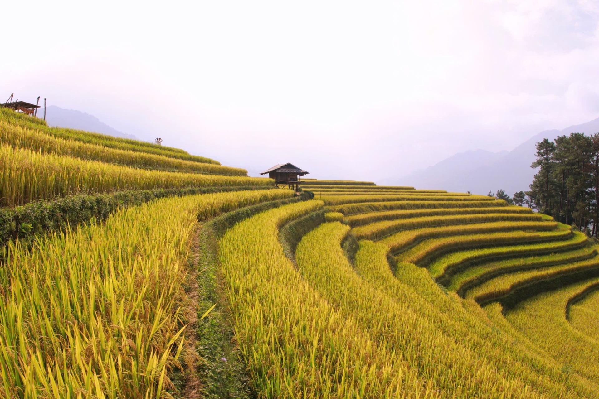 Mùa vàng trên những thửa ruộng bậc thang ở Mù Cang Chải - 10