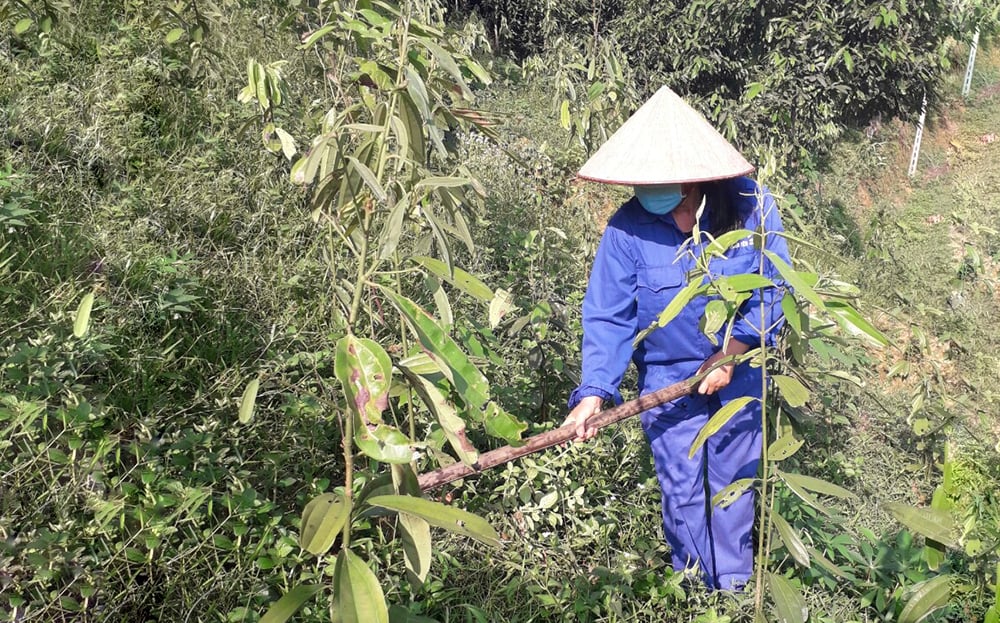 Nữ đoàn viên công đoàn vay vốn Quỹ “Xã hội Công đoàn” để phát triển kinh tế gia đình.